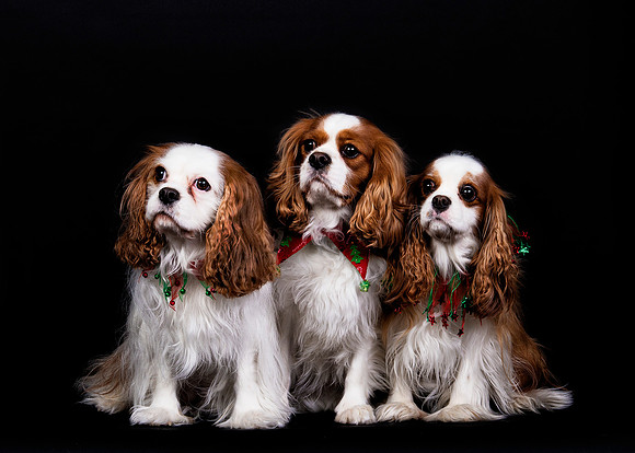 We Three Kings